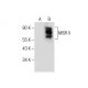 MISR II Antibody (D-9) - Western Blotting - Image 284483