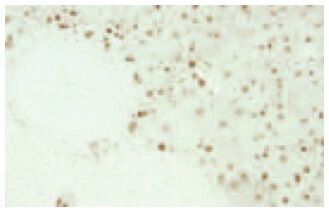 MIST1 Antibody (1H1) | SCBT - Santa Cruz Biotechnology
