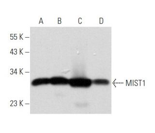 MIST1 Antibody (A-6) - Western Blotting - Image 356849 