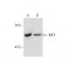 MITF Antibody (21D1418) - Western Blotting - Image 143377
