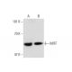 MITF Antibody (4H205) - Western Blotting - Image 143379 
