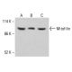Anticuerpo Mitofilina (B-10): sc-390706. Análisis por Western blot de la expresión de Mitofilina en lisados celulares completos de HeLa (A), K-562 (B) y HCT-116 (C). Reactivo de detección utilizado: m-IgG Fc BP-HRP: sc-525409.  Mitofilin Antibody (B-10) - Western Blotting - Image 415131