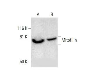 Mitofilin Antibody (D-3) - Western Blotting - Image 289565 