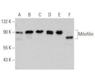 Mitofilin Antibody (D-3) - Western Blotting - Image 360091