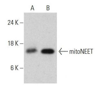 mitoNEET Antibody (AT1A8) - Western Blotting - Image 385152