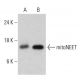 mitoNEET Antibody (AT1A8) - Western Blotting - Image 385152