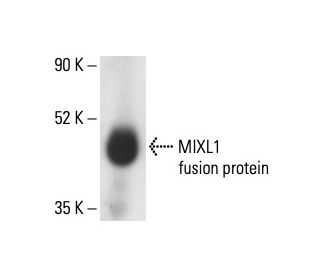 MIXL1 Antibody (E-10) - Western Blotting - Image 411088