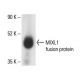 MIXL1 Antibody (E-10) - Western Blotting - Image 411088