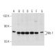 western blotting image from recommended Miz-1 (B-10) monoclonal antibody replacement. Image 155351