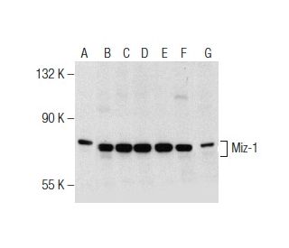 western blotting image from recommended Miz-1 (B-10) monoclonal antibody replacement. Image 155351