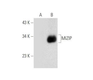 MIZIP Antibody (E-4) - Western Blotting - Image 305670 