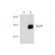 MIZIP Antibody (E-4) - Western Blotting - Image 305670 