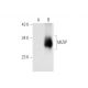 MIZIP Antibody (E-4) - Western Blotting - Image 305671