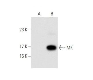 MK Antibody (A-9) - Western Blotting - Image 80954