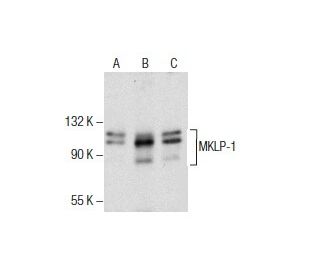 western blotting image from recommended MKLP-1 (C-12) monoclonal antibody replacement. Image 286106