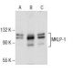 western blotting image from recommended MKLP-1 (C-12) monoclonal antibody replacement. Image 286106