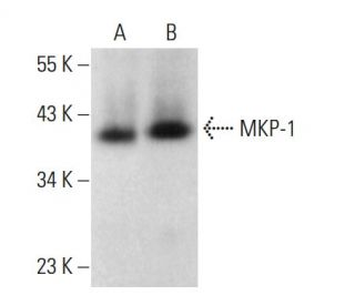 western blotting image from recommended MKP-1/DUSP1 (E-6) monoclonal antibody replacement. Image 376223