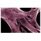 MKP-2 Antibody (48) - Immunofluorescence - Image 60644 