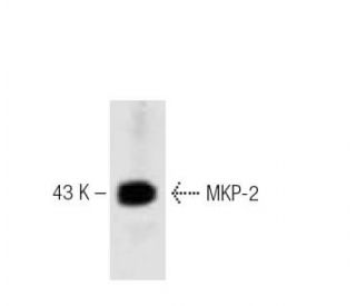 MKP-2 Antibody (48) - Western Blotting - Image 60365 