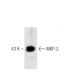 MKP-2 Antibody (48) - Western Blotting - Image 60365 