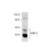 MKP-2 Antibody (48) - Western Blotting - Image 72580