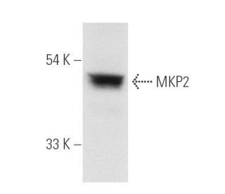 MKP-2 Antibody (F-10) - Western Blotting - Image 2328The Double Nickase Plasmid features a U6 promoter for sgRNA expression, a 20 nt targeting sequence, and a gRNA scaffold to guide Cas9n. It includes a CBh promoter for Cas9n (D10A) and puromycin resistance, GFP for transfection verification, and nuclear localization signals (NLS). The 2A peptide allows co-expression of Cas9n and Puro from a single promoter, enabling precise genome editing with reduced off-target effects.