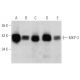 western blotting image from recommended MKP-3 (F-12) monoclonal antibody replacement. Image 354782