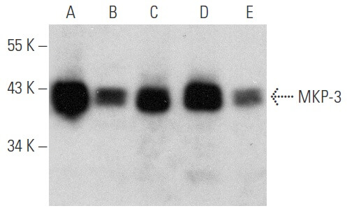 China Cell Culture Plate Manufacturers Suppliers Factory