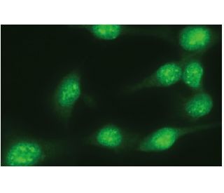 MKP-3 Antibody (G-11) - Immunofluorescence - Image 114071 
