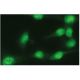 MKP-3 Antibody (G-11) - Immunofluorescence - Image 114071 