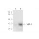MKP-3 Antibody (G-11) - Western Blotting - Image 62667
