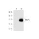 MKP-3 Antibody (G-4) - Western Blotting - Image 62673 