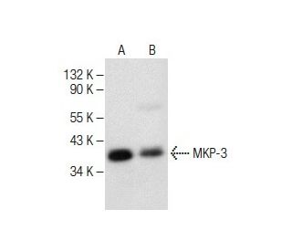 MKP-3 Antibody (F-12) - Western Blotting - Image 282196 