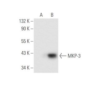 MKP-3 Antibody (G-4) - Western Blotting - Image 62671
