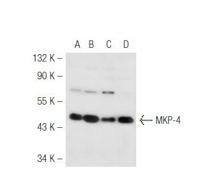 MKP-4 Antibody (D-3) - Western Blotting - Image 54632 