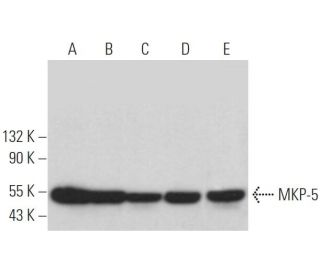 MKP-5 Antibody (G-10) - Western Blotting - Image 364486 
