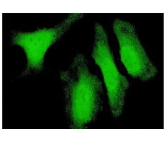 MKP-6 Antibody (4B5-E6) - Immunofluorescence - Image 351766 