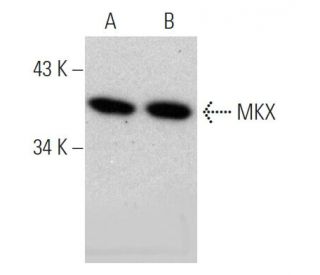 MKX Antibody (C-5) - Western Blotting - Image 370779 