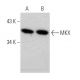 MKX Antibody (C-5) - Western Blotting - Image 370779 
