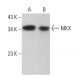 MKX Antibody (C-5) - Western Blotting - Image 380177