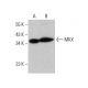 MKX Antibody (C-5) - Western Blotting - Image 380179 