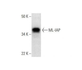 ML-IAP Antibody (E-3) - Western Blotting - Image 293031 