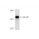 ML-IAP Antibody (E-3) - Western Blotting - Image 293031 