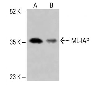ML-IAP Antibody (E-3) - Western Blotting - Image 415222 