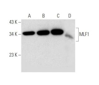 MLF1 Antibody (A-8) - Western Blotting - Image 319565 