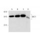 MLF1 Antibody (A-8) - Western Blotting - Image 319565 