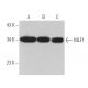 MLF1 Antibody (A-8) - Western Blotting - Image 367234