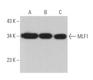 MLF1 Antibody (A-8) - Western Blotting - Image 367234