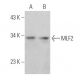 MLF2 Antibody (A-9) - Western Blotting - Image 372440