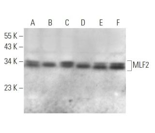 MLF2 Antibody (A-9) - Western Blotting - Image 374927 